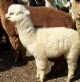 Daughter Emily as a Cria