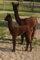 Ariel and 2017 Cria MRAR Duke of Wakeman's Sir Arian  6/10/2017