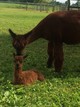 July 1, 17  Paige and Captain Parker  3 hours old!