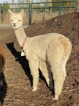 alpaca for sale