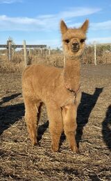 alpaca for sale