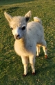 alpaca for sale