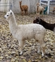 alpaca for sale