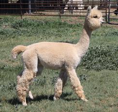 alpaca for sale