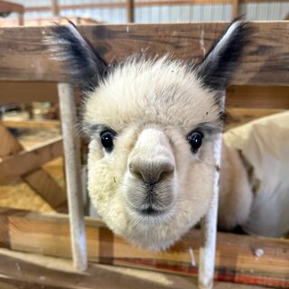 Alpaca Husbandry Information  A Look at Alpaca Husbandry - Alpacas of  Montana