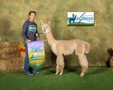 alpaca for sale