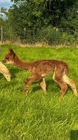 alpaca for sale