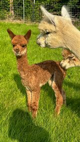 alpaca for sale