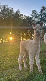 alpaca for sale