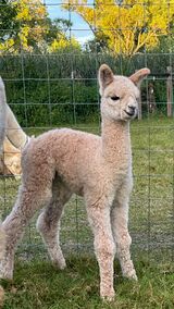 alpaca for sale