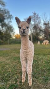 alpaca for sale