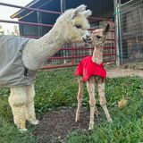 alpaca for sale