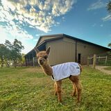 alpaca for sale