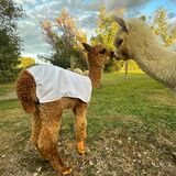 alpaca for sale