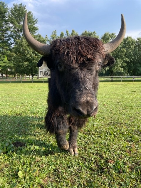 Spring 2024 sweet amazing fiber steer at 3 years old