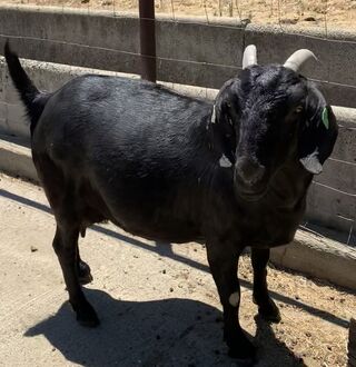 black boer goats for sale