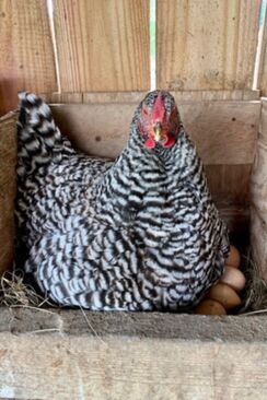 Broody Dominique hen