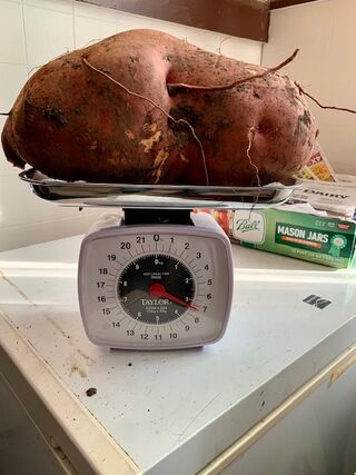 7.5# sweet potato!