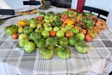 Tomatoes needing to ripen