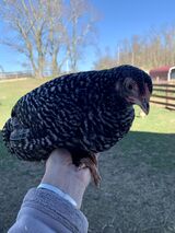 Young pullet