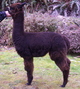 2012 Cria-MS Joshua