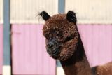 alpaca for sale