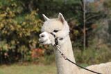 alpaca for sale