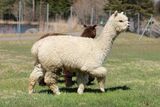 alpaca for sale