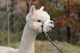 alpaca for sale