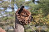 alpaca for sale