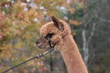 alpaca for sale