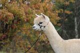 alpaca for sale