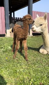 alpaca for sale