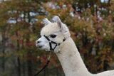 alpaca for sale