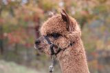 alpaca for sale