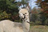 alpaca for sale