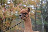 alpaca for sale