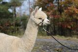 alpaca for sale