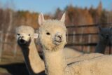 alpaca for sale