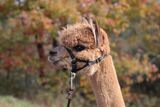 alpaca for sale