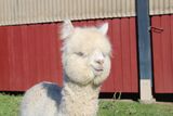 alpaca for sale