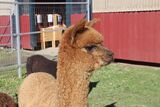 alpaca for sale