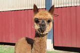 alpaca for sale