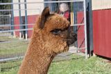 alpaca for sale