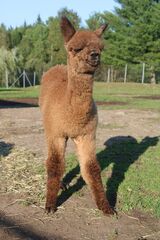 alpaca for sale