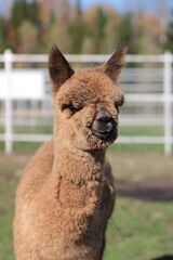 alpaca for sale