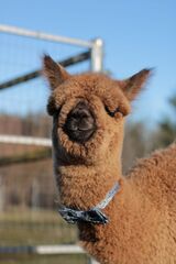 alpaca for sale