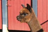 alpaca for sale