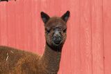 alpaca for sale