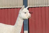 alpaca for sale